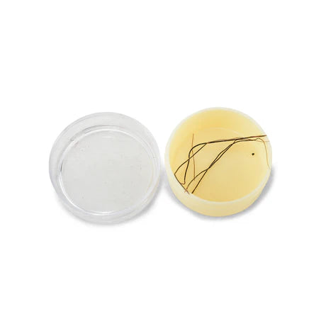 Original Raj Mohini Jadi for Prosperity,Protection and Vashikaran with Free Mohini Mantra Book