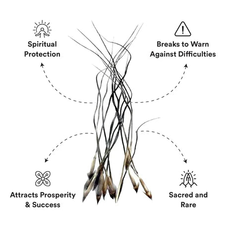 Original Raj Mohini Jadi for Prosperity,Protection and Vashikaran with Free Mohini Mantra Book